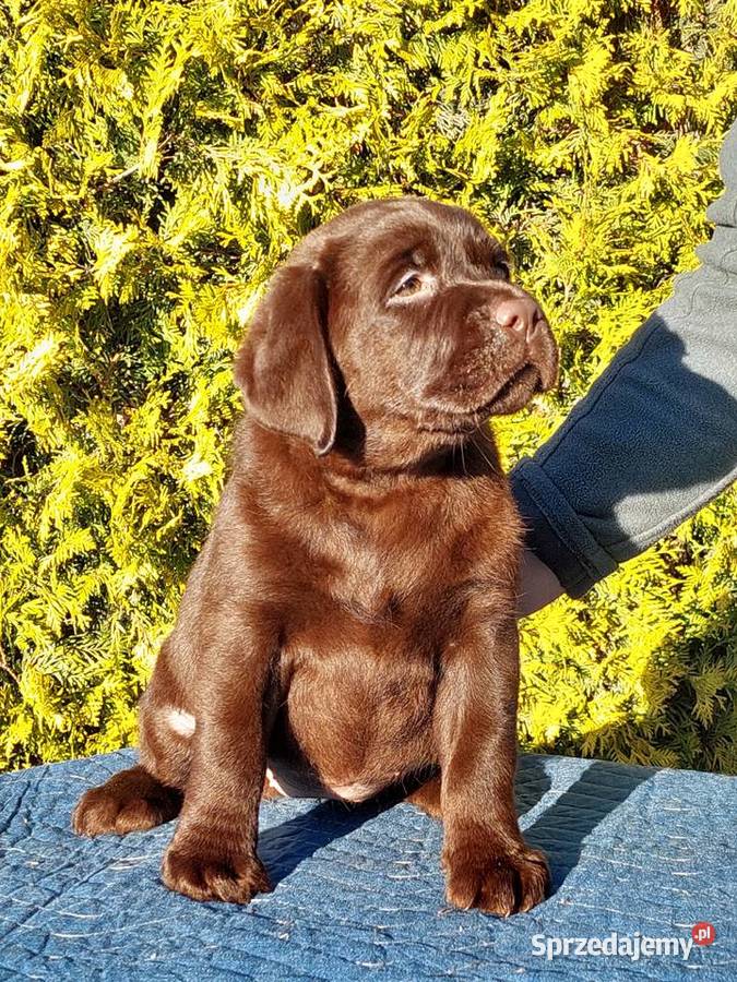 Labrador Retriever ZKwPFCI czekoladowa sunia Zwierzęta Szczawin