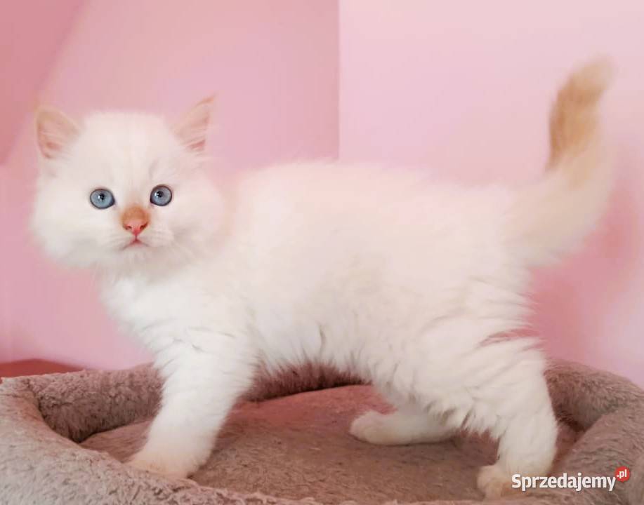 Śliczny kocurek Syberyjski Neva Masquerade Sochaczew sprzedam