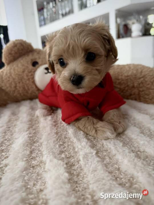 Maltipoo malutka dziewczynka Kraków sprzedam