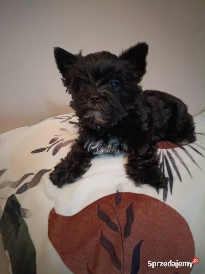 York terrier Black piesek York Kazimierz Dolny