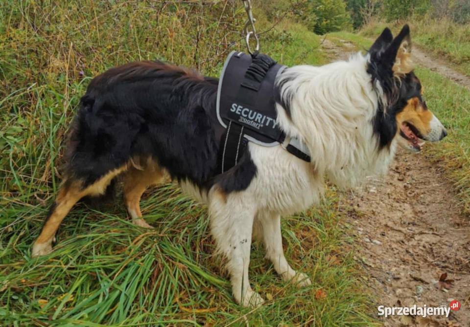 Owczarki szkockie Olsztynek