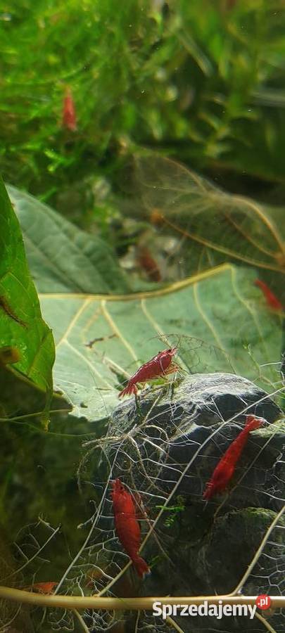 Neocaridina Red Sakura Kraków
