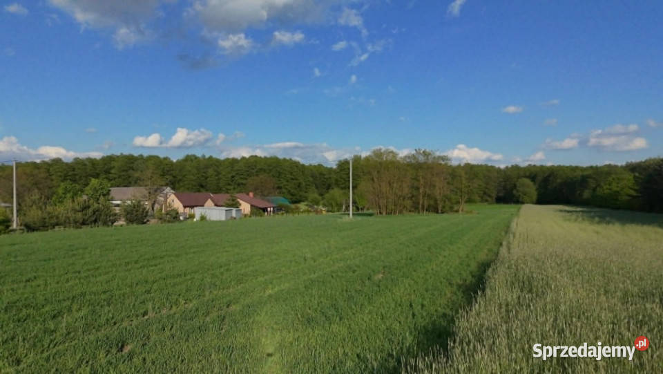 NA SPRZEDAŻ DZIAŁKA 59AR JÓZEFOWO POW SŁUPECKI Sprzedaż Józefowo