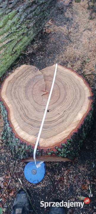 Krążki z drewna dębu Siemkowice