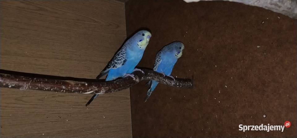 Papużki faliste standard 2025 Pruchna sprzedam