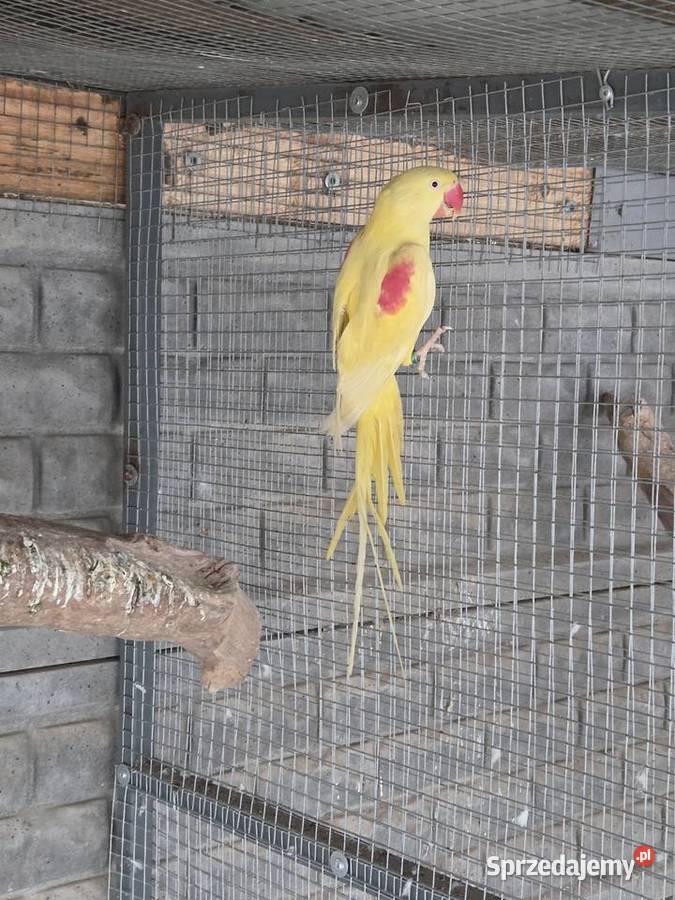 Aleksandretta wielka lutino wielkopolskie Odolanów