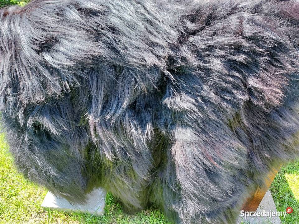 Dywan ze Skóry Na Podłogę Naturalne Czarne Skóry małopolskie Szaflary sprzedam