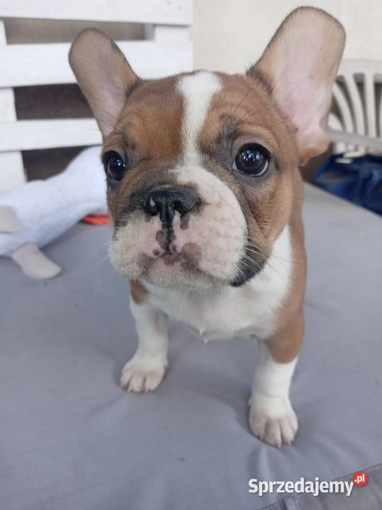 Buldog francuski szcenieta