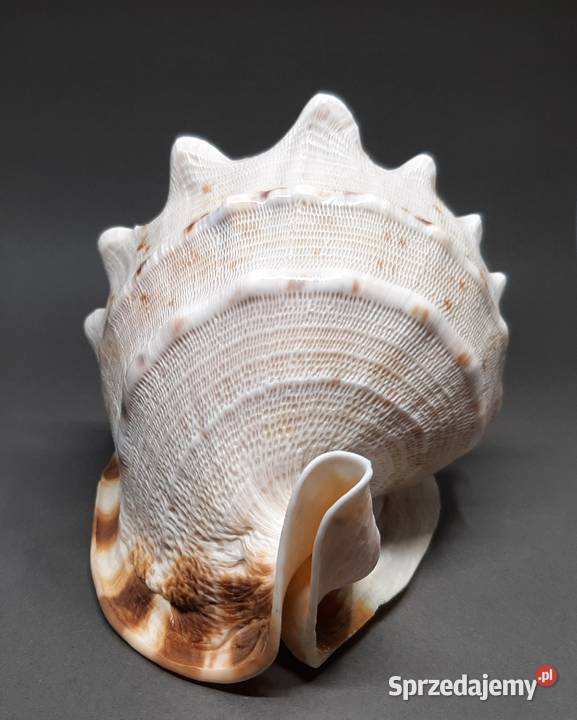 Muszla Przyłbica rogata Pozostałe lubelskie Lublin
