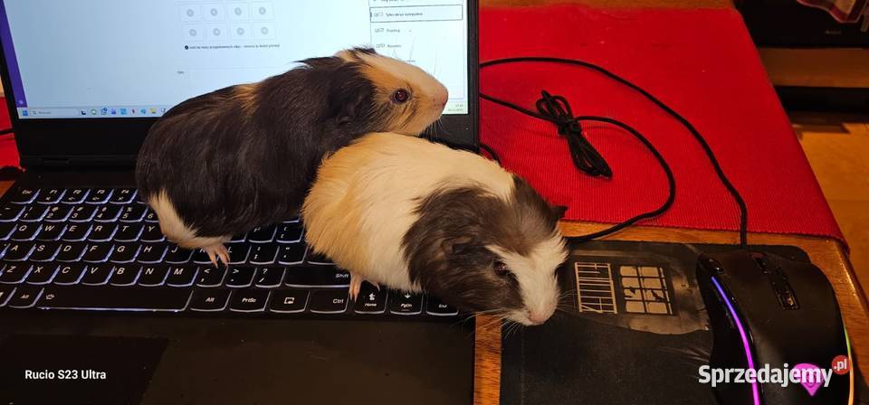 Sprzedam świnki morskie wielkopolskie Piła