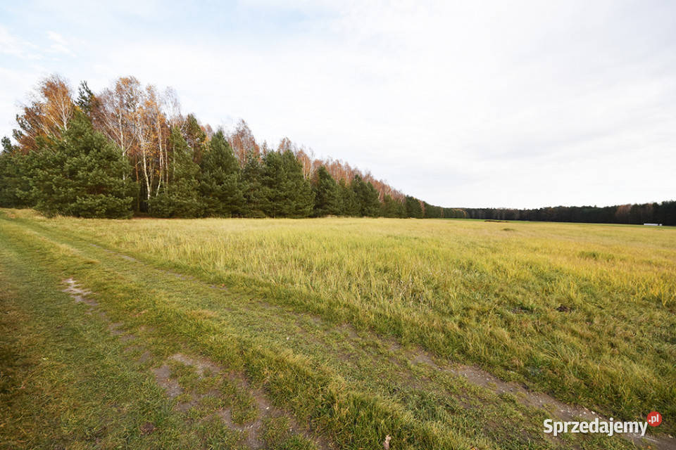 Malownicza działka 122 ha lesie Radawie Sprzedaż