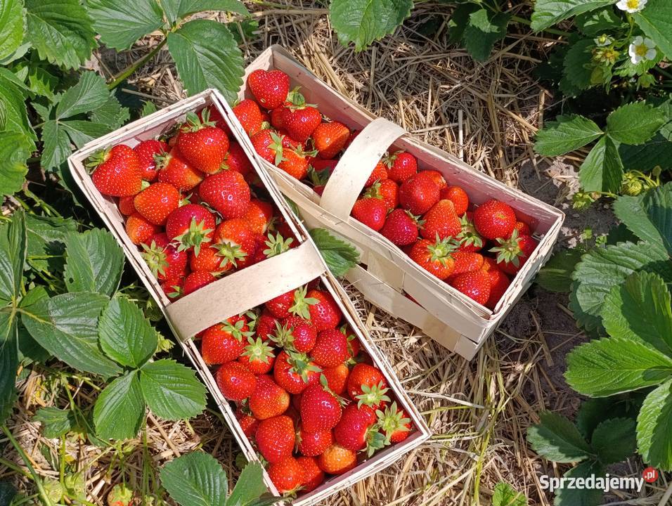 Sprzedam truskawki