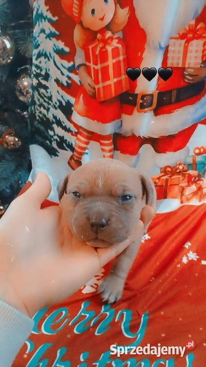 Amstaff Zapowiedź Miotu