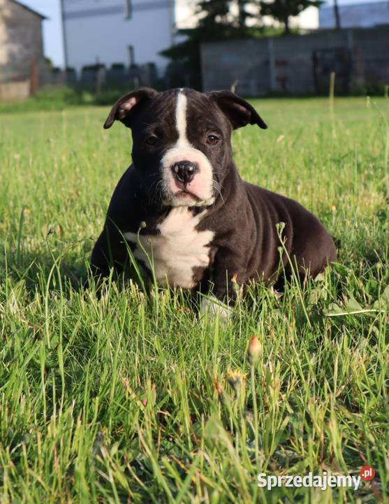 American Staffordsihre Terrier szczeniak Amstaff