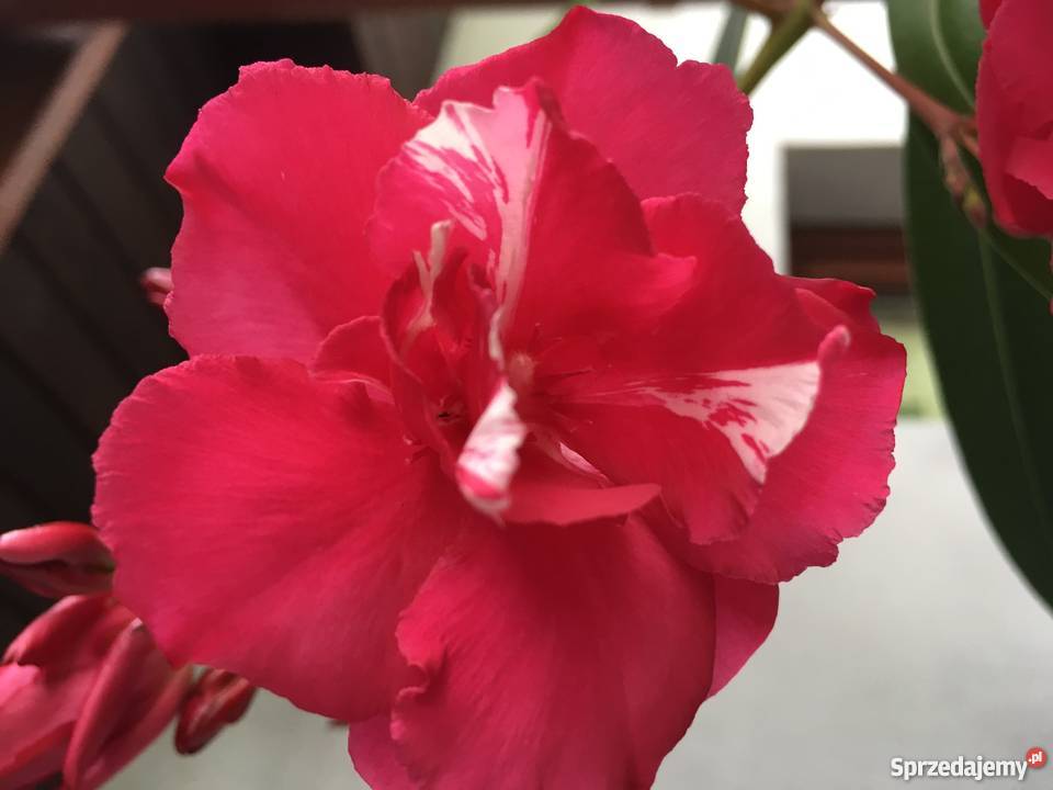 Szczepki oleander Brzeźnica