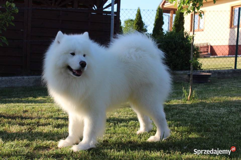 Samoyed samojed suczka Stara Huta sprzedam