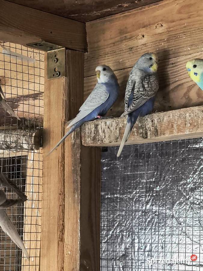 Młode faliste i Nimfy 2025 małopolskie Myślenice