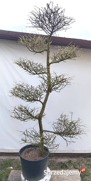 Bonsai Niwaki Modrzew Medynia Łańcucka