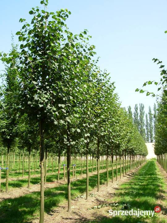 LIPA GREENSPIREBRABANT 1012 Rydzyny