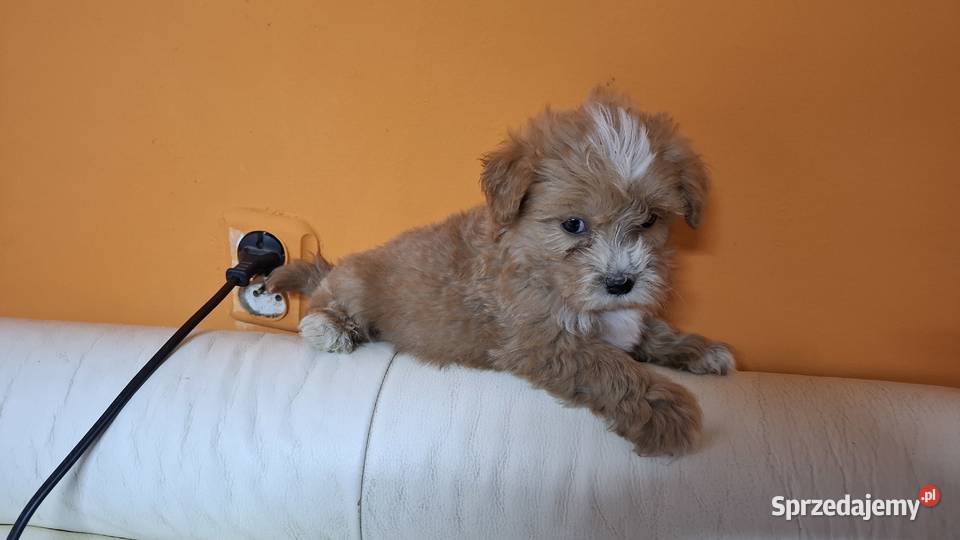 Maltipoo z metryką Ełk sprzedam