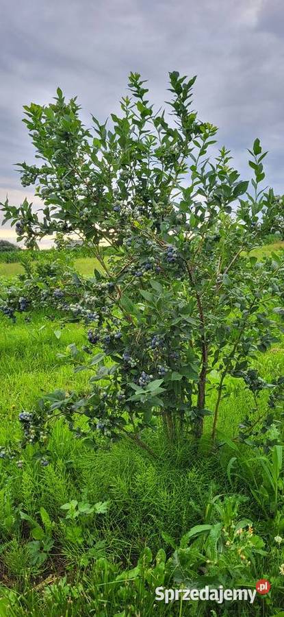 Borówka amerykańska krzewy Urzędów