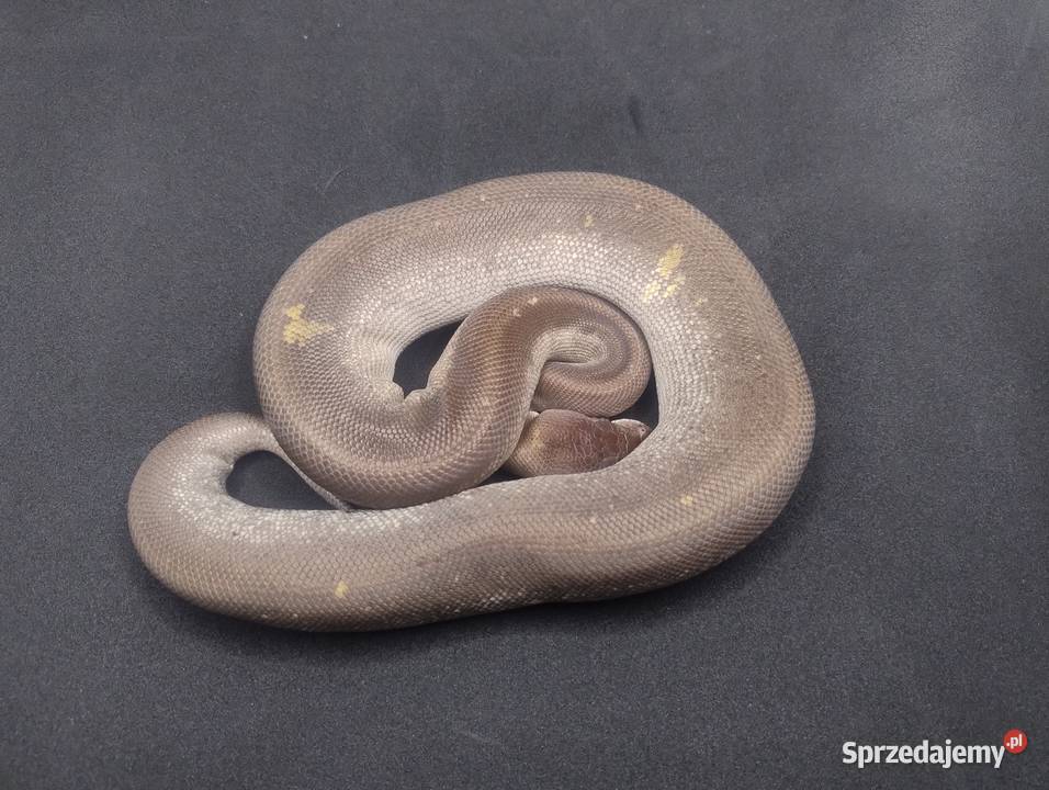Pyton Królewski samiec Super Cinnamon Mojave Jelenia Góra