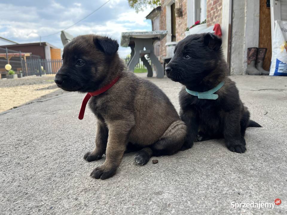 Owczarki belgijskie Malinois Racibórz