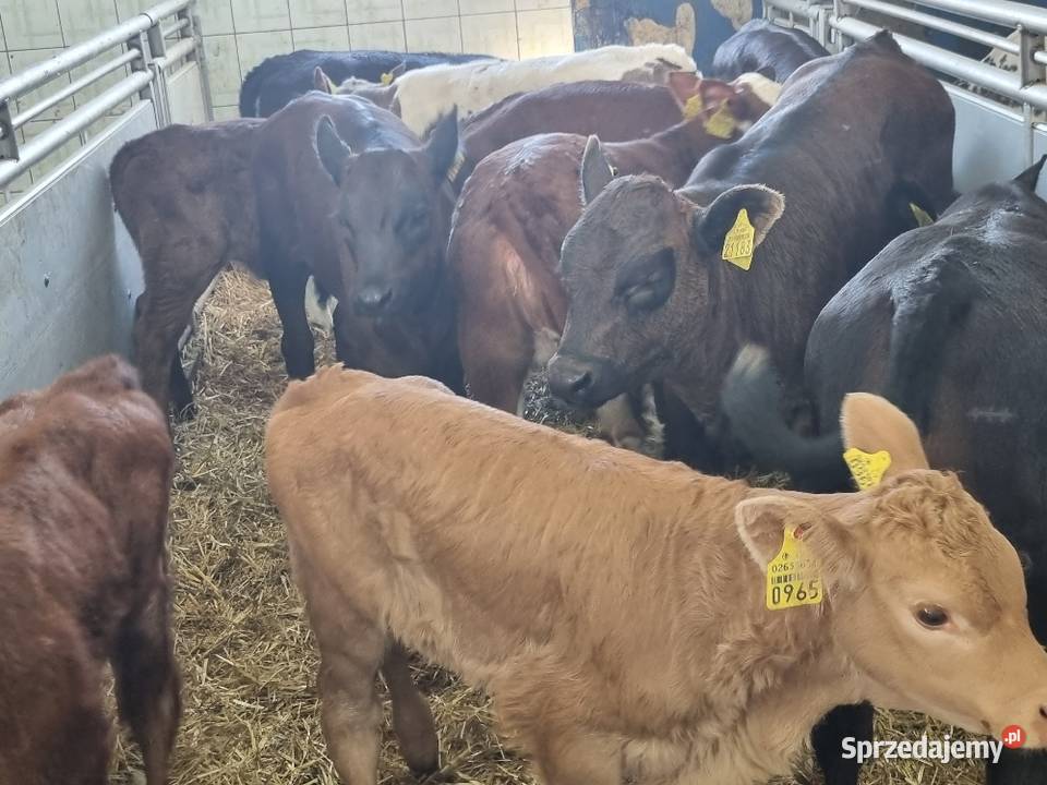 Byczki Jalowki Mięsne SM LM angus MM Produkcja zwierzęca Ostrów Wielkopolski sprzedam