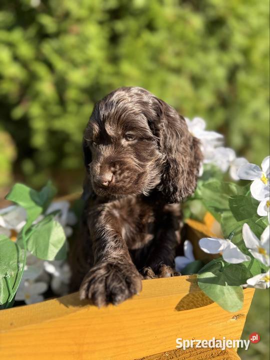 Wyjątkowy czekoladowy piesek Cocker Spaniel