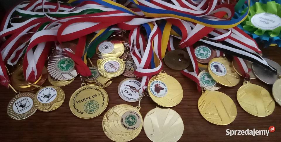 Shar pei szczeniaki wystawowe Pozostałe Opole