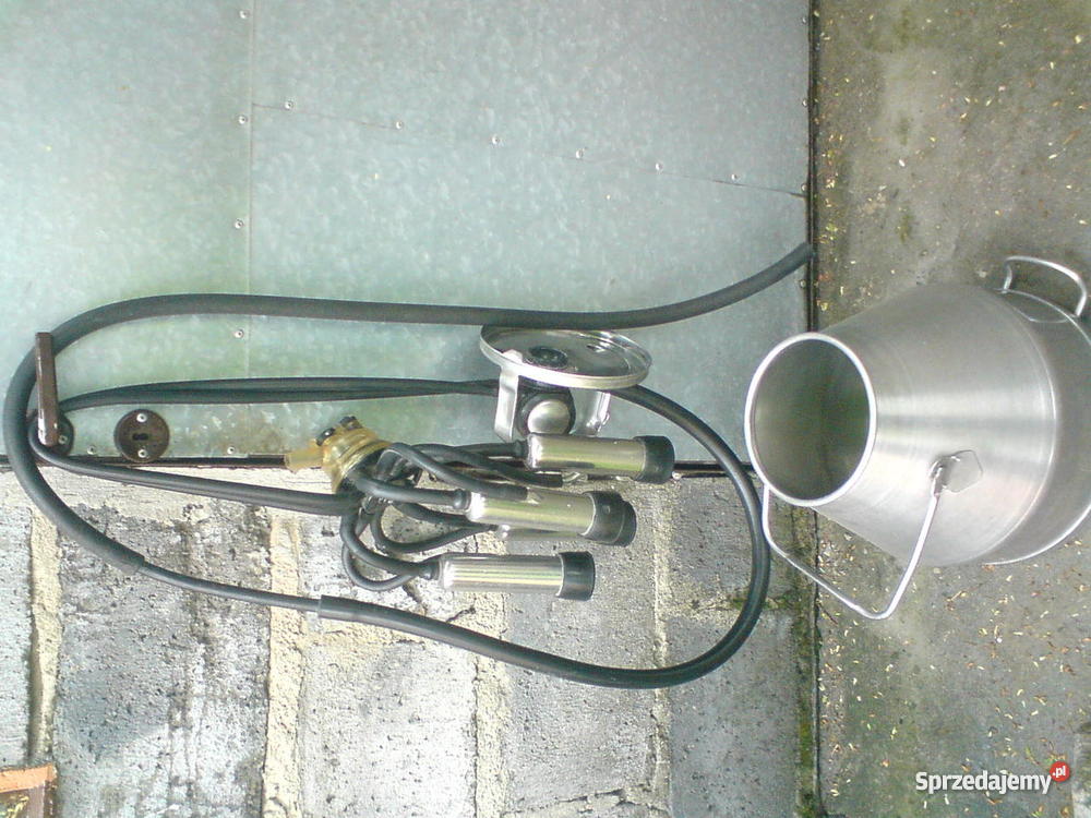 konwie na mleko Koło sprzedam