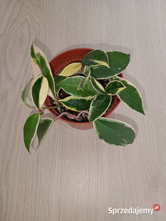 Hoya Carnosa Krimson Queen Częstochowa