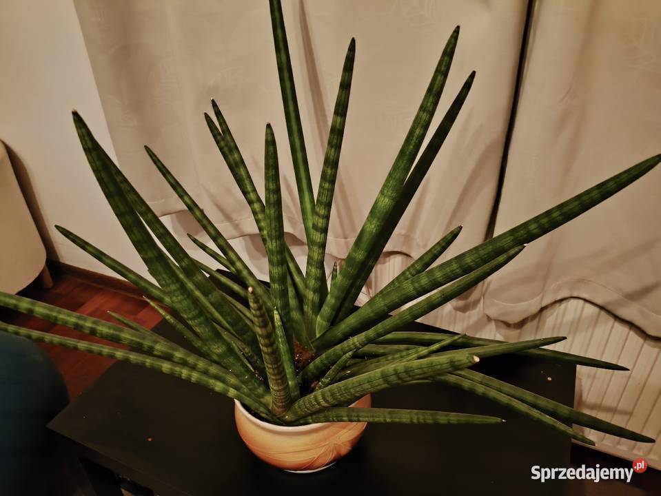 Sansevieria z donicą duża