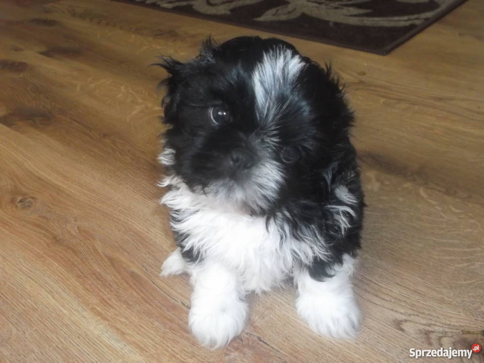shih tzu Katarzynopole sprzedam