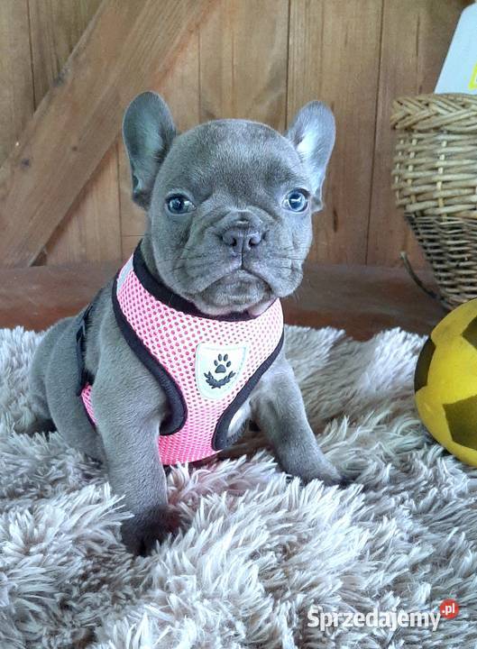 Buldog francuski suczka Pabianice