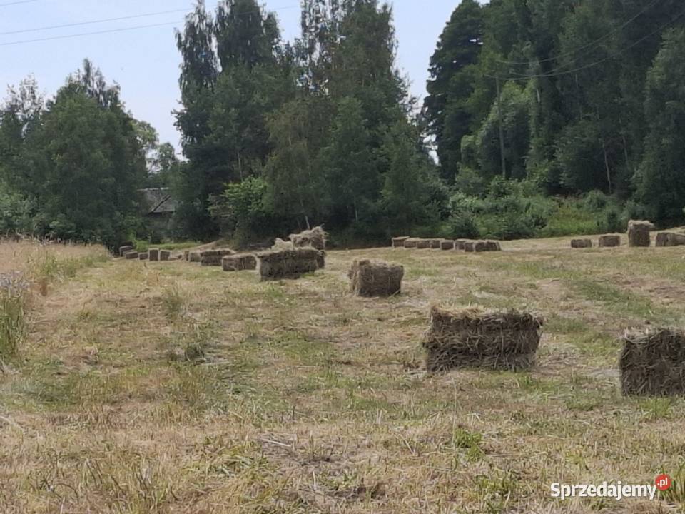 Siano kostki Przypisówka