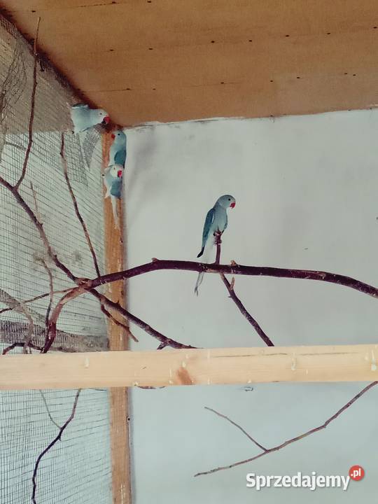 Aleksandretty Aleksandretta Podmokle Małe