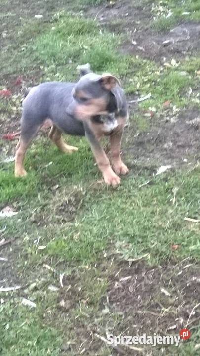 staffik niebieska suczka bez rodowodu Korczew