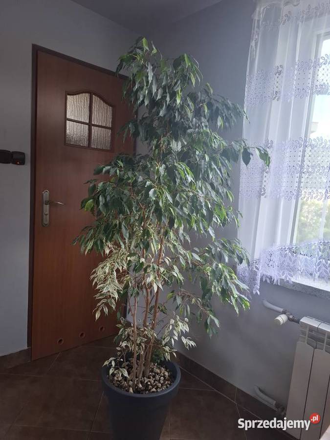 Fikus Benjaminek Bielsko-Biała