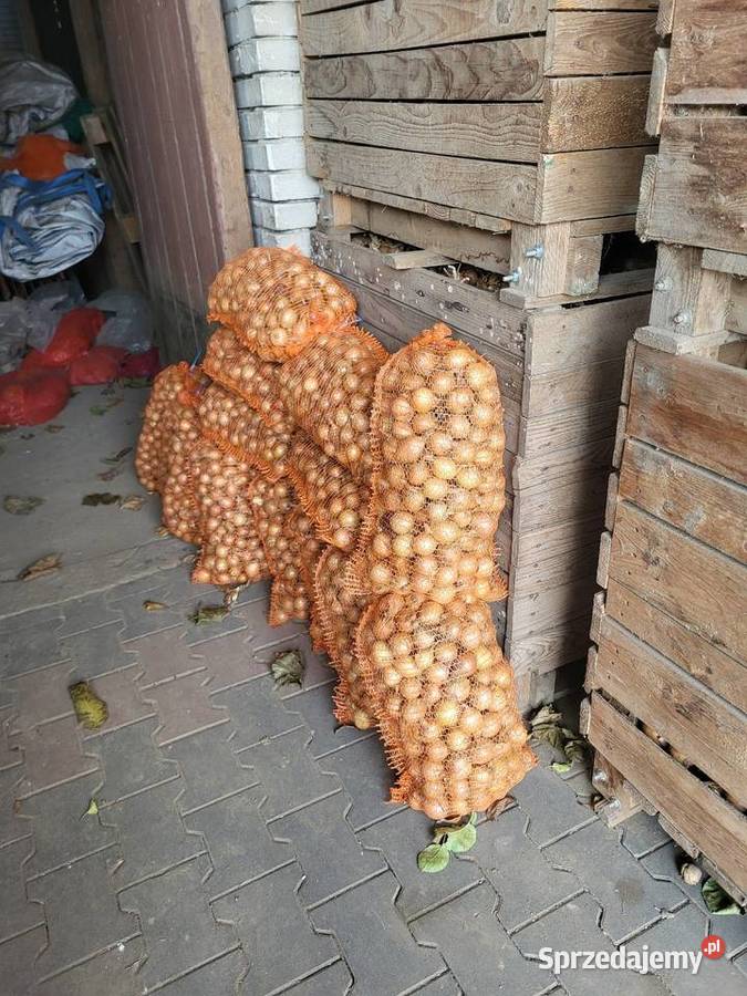 Cebula drobna na wysadke Rośliny przemysłowe Cieszkowy sprzedam