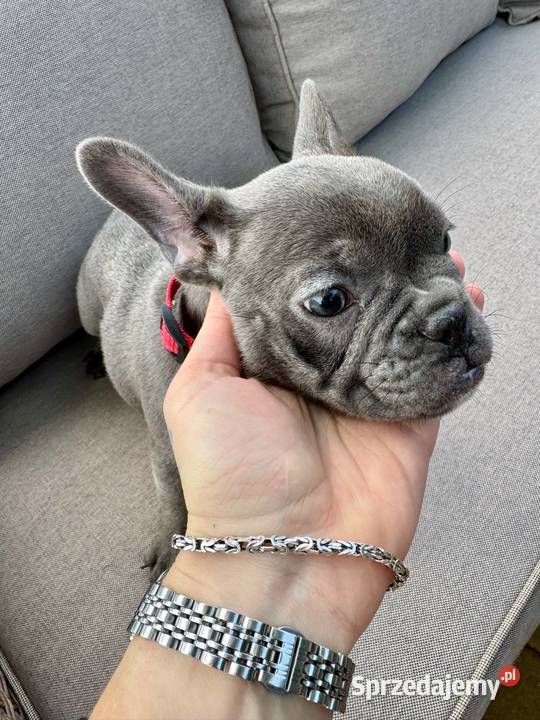 Buldog francuski szczeniak blue french buldog