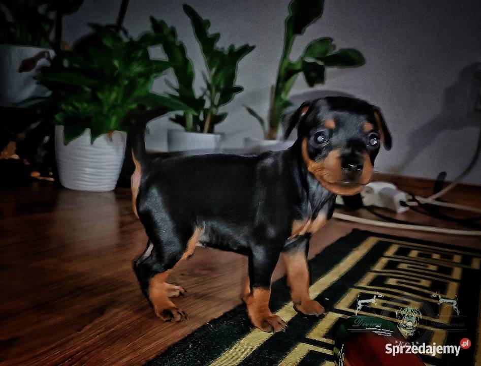 Pinczer Miniaturowy FCI szczenięta Gardeja sprzedam