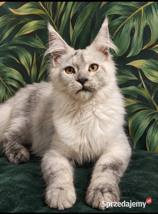 Rezerwacja Maine Coon Kcynia