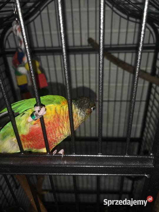 Rudosterka z klatką Otwock sprzedam