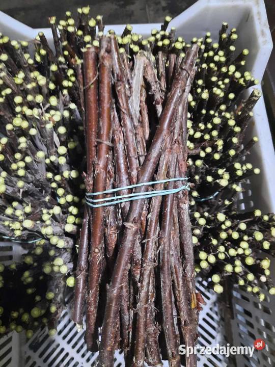 Porzeczka czerwona czarne patyki liście sadzonka lubelskie Puławy