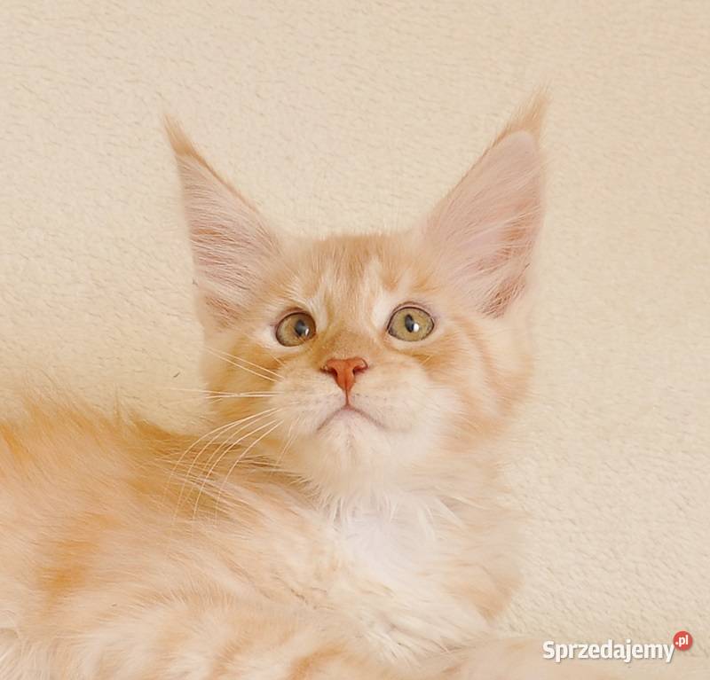 Przepiękny kocurek z rodowodem GOTOWY DO ODBIORU Maine Coon