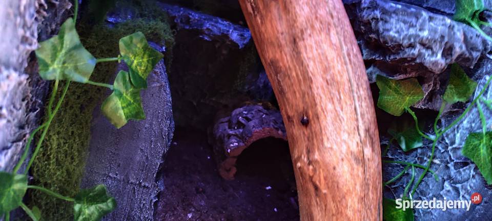Gekon wyposażone terrarium Zamość