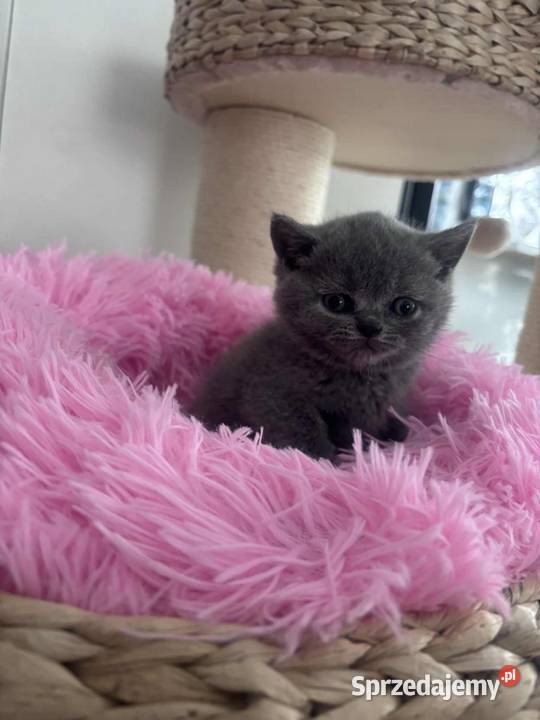 Kot brytyjski sprzedam