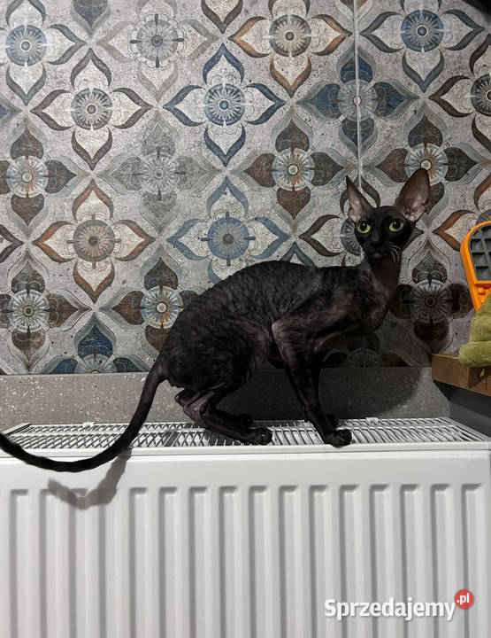 Cornish Rex dwie kotki pohodowlane płatna Żory