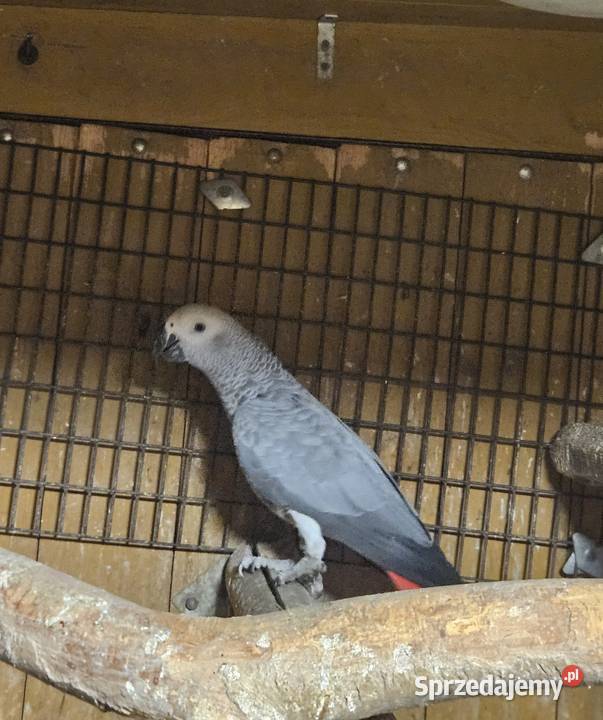 Żako kongijskie samiczka